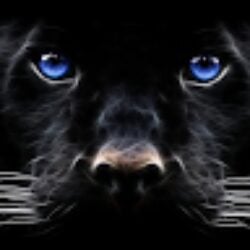 dainius_silevicius avatar