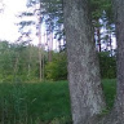 gintarė_kavaliauskienė avatar