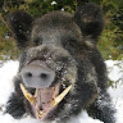 virginijus_Šmitas avatar