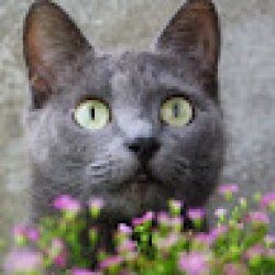 julija_akstiniene avatar