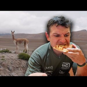 Pakelės alpakos ir ilgas kelias link Tacnos