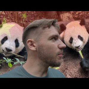 PANDŲ MIESTAS KINIJOJE