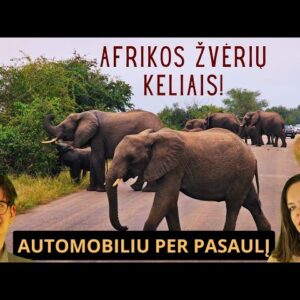 Važiuojam per garsiausią safarių zoną! (PAR Kriugerio parkas) | AŽ Automobiliu per pasaulį